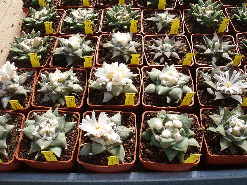 Ariocarpus (5).JPG